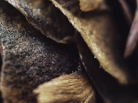 A close-up macro photograph that features an intricate texture of a brown, rough surface resembling bark or possibly dried leaves. The image highlights the fine details and fibers with a shallow depth of field, creating an abstract and earthy appearance.