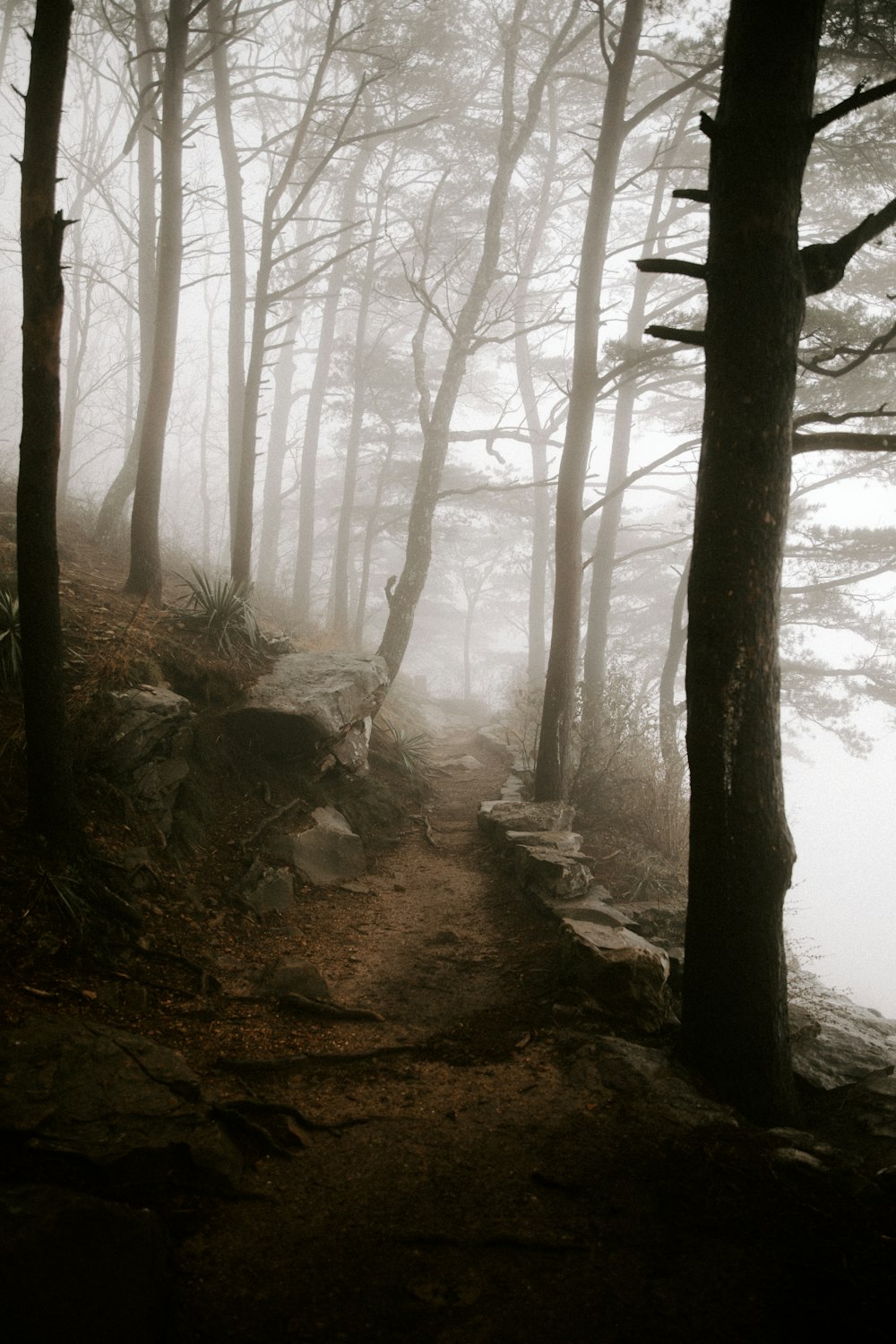 a foggy trail in the woods on a foggy day