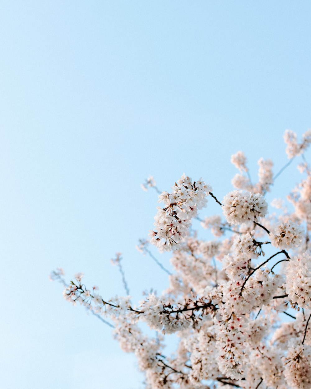 a bird sitting on a branch of a tree