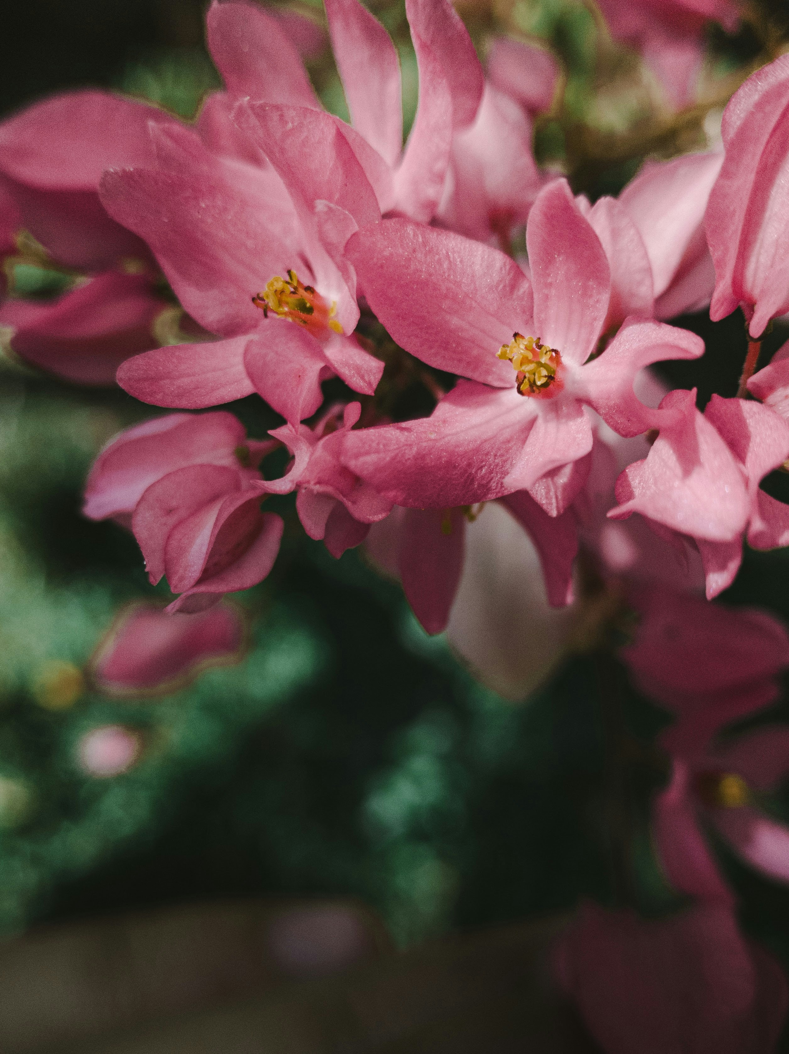 Eine Nahaufnahme von rosa Blumen in einer Vase