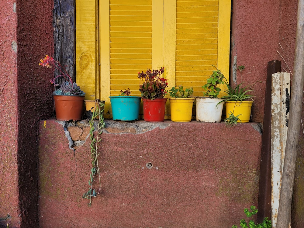 a yellow window with yellow shutters and a row of potted plants