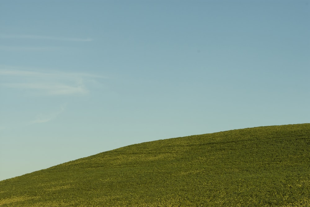 a lone tree on a grassy hill under a blue sky