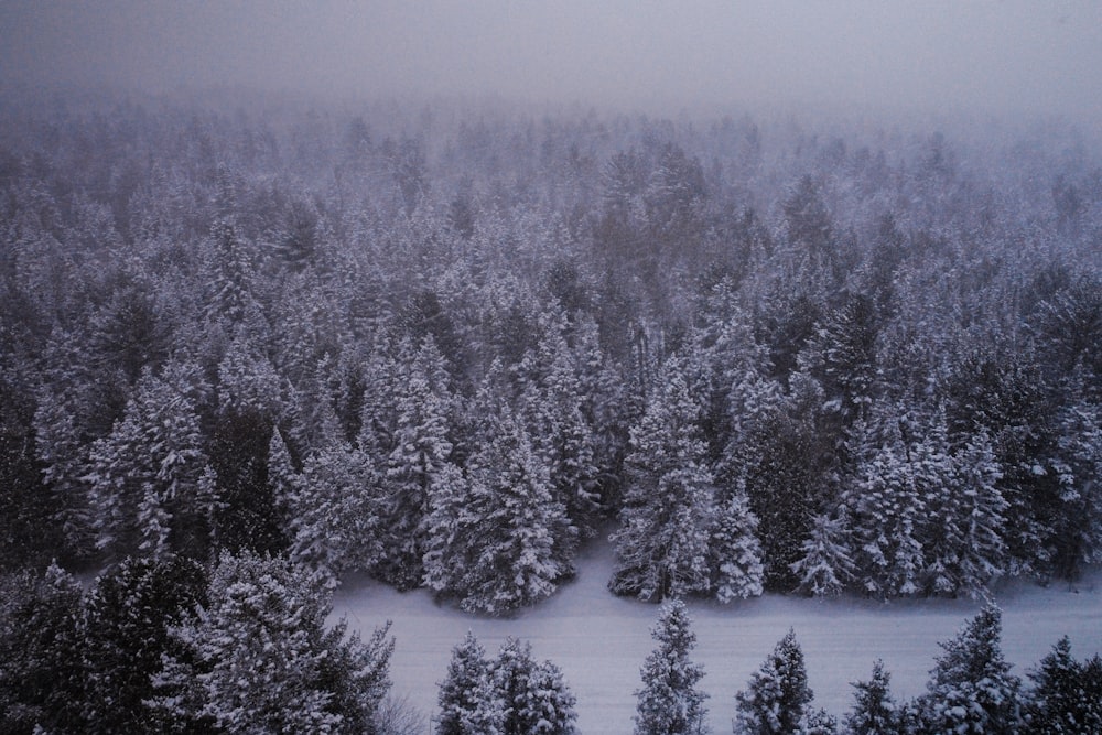 a snow covered forest filled with lots of trees