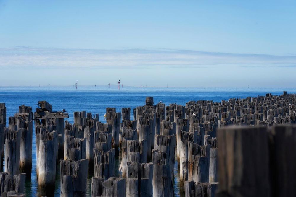 a bunch of wooden posts sticking out of the water