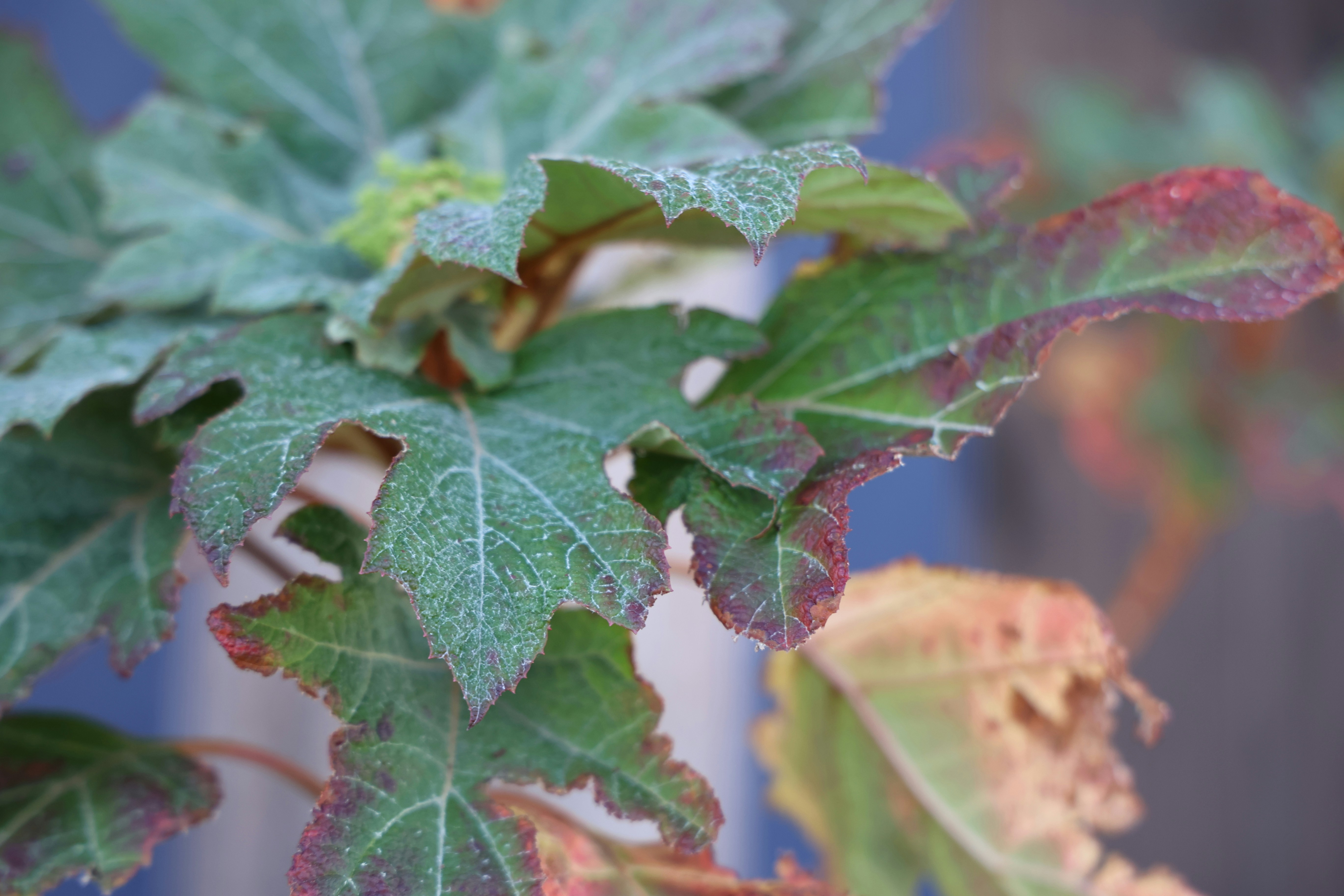 Photo by paola_canasvaladez