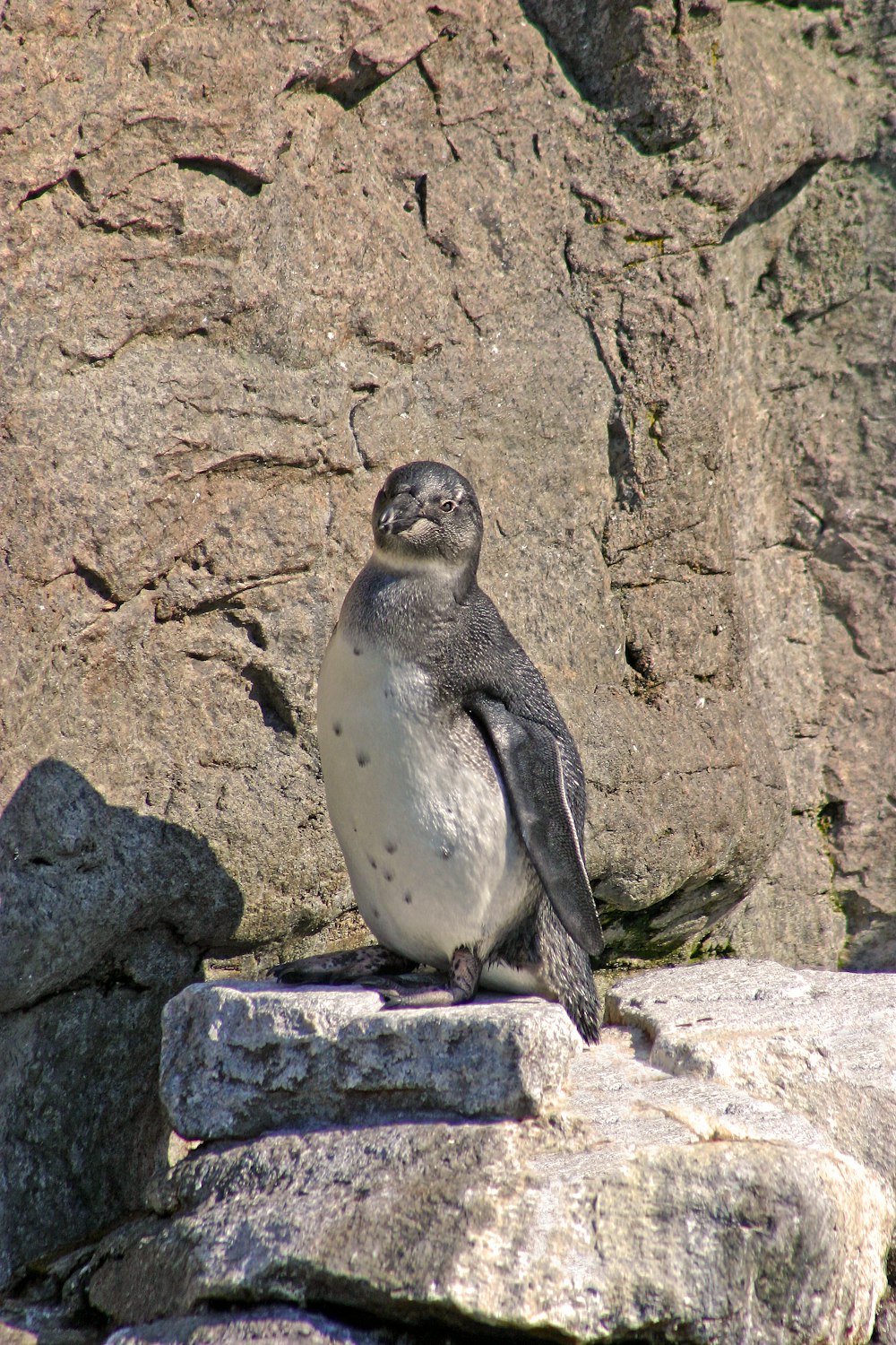 Un pingüino sentado en una roca frente a una pared de roca