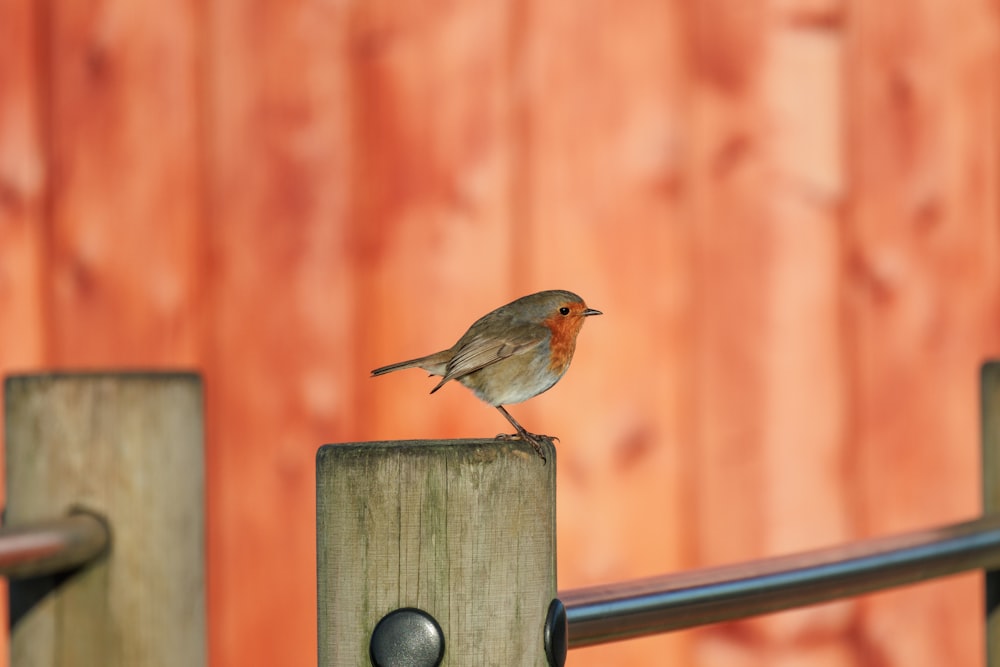 a small bird sitting on top of a wooden post