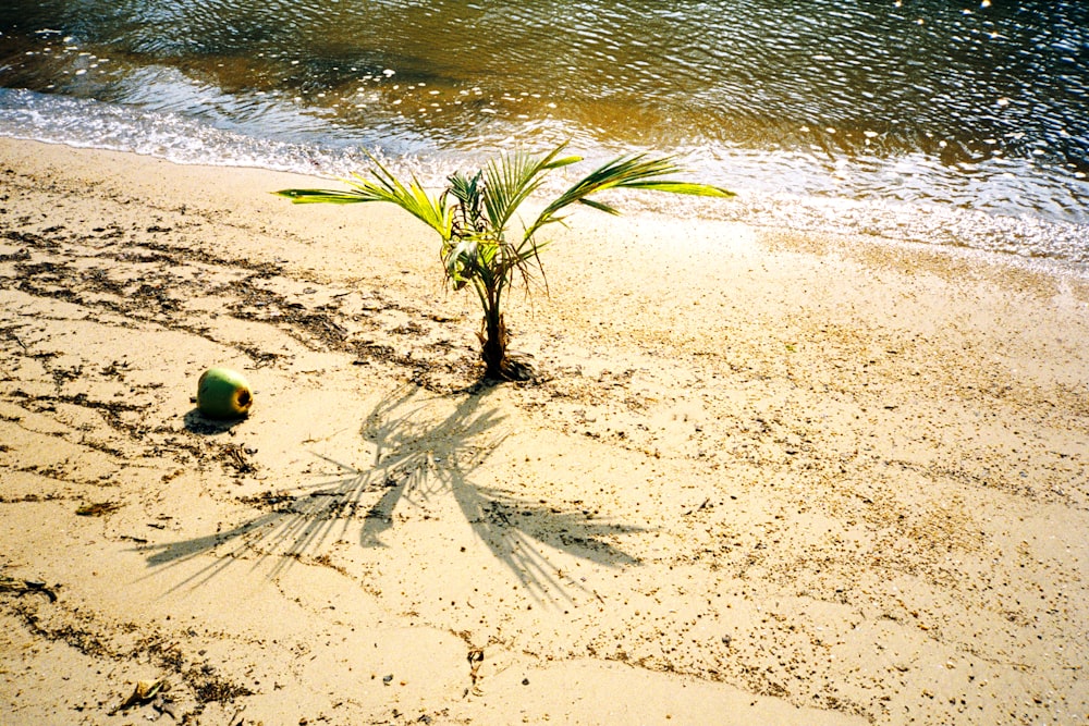 a small palm tree on a sandy beach