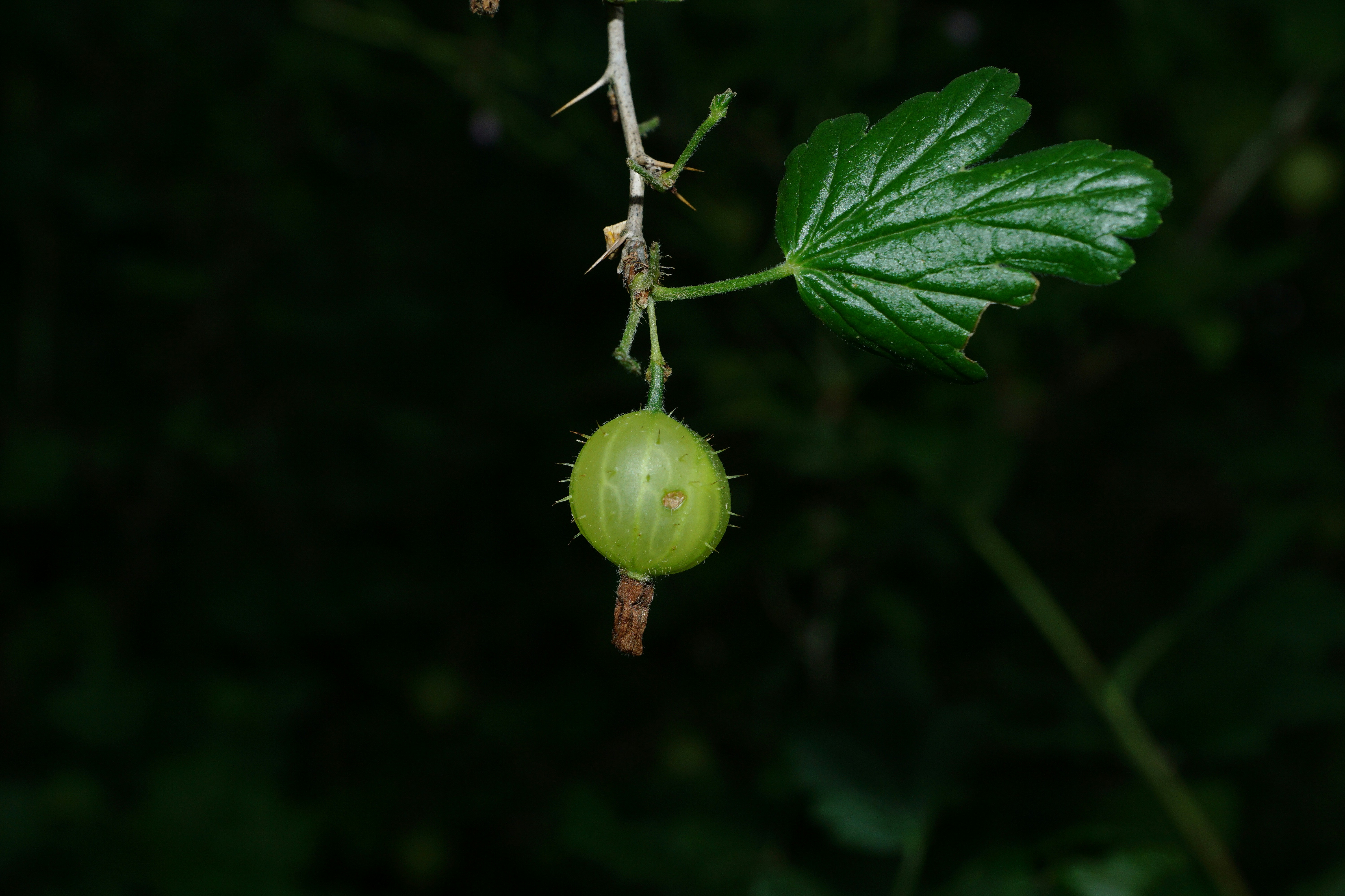 amla precautions et conseils