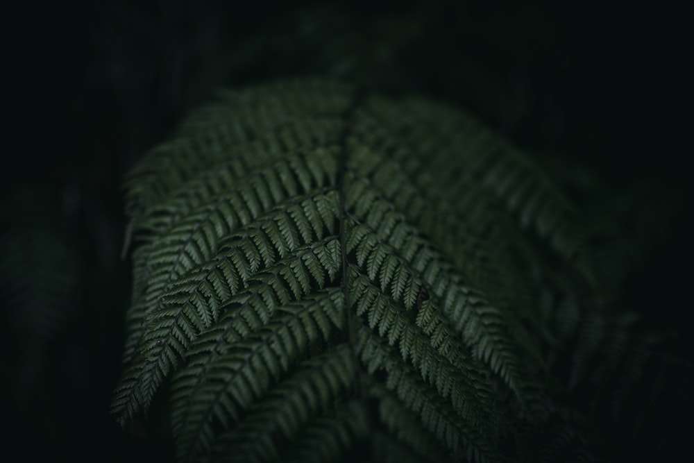 a close up of a fern leaf in the dark