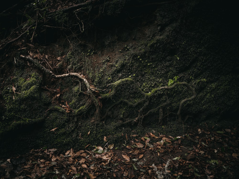 a mossy rock wall with vines growing on it