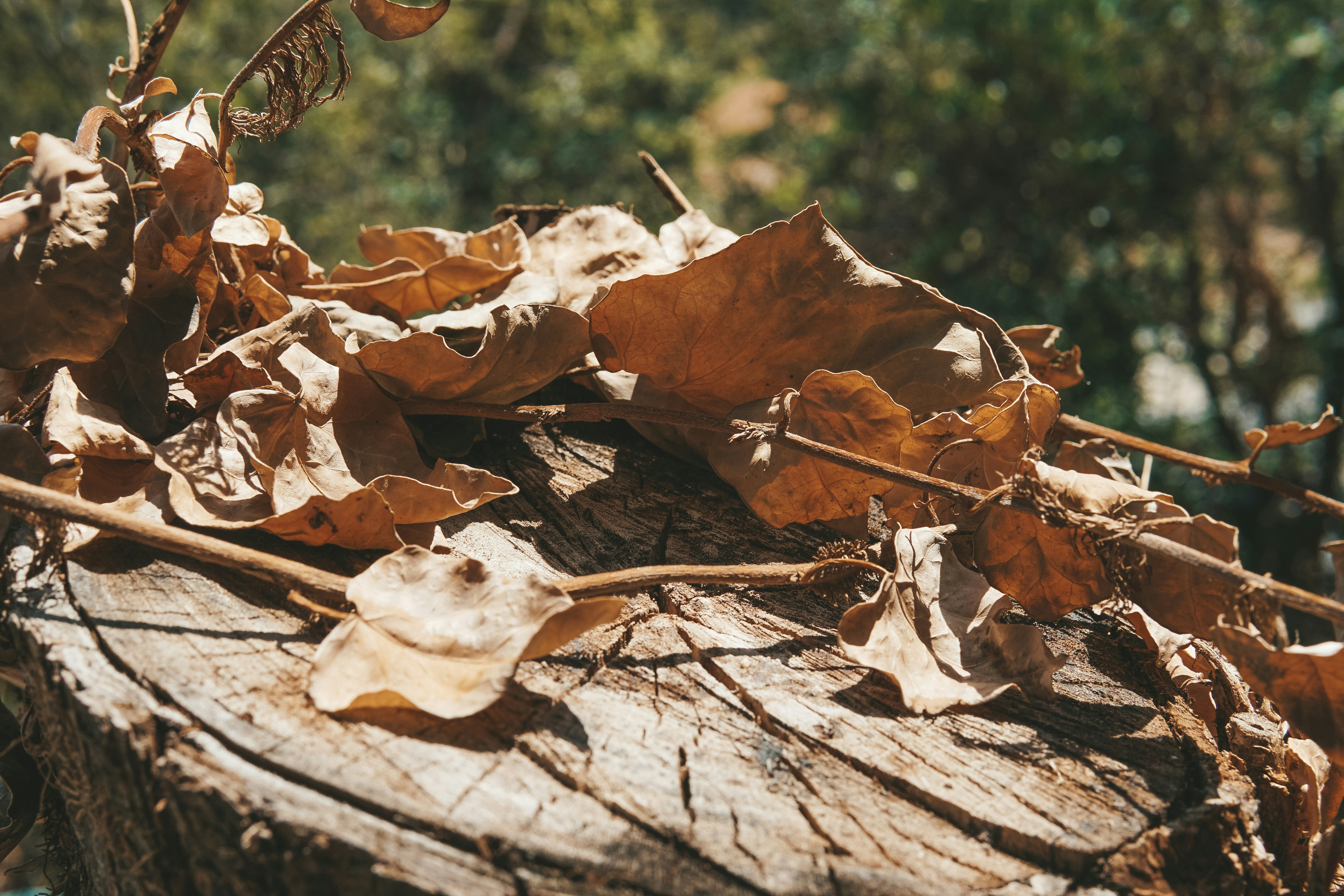 Photo by mertkahveci