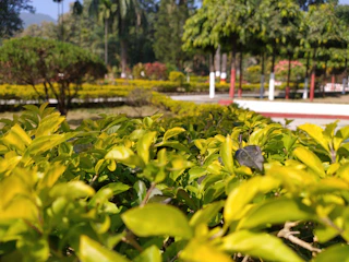 Close-up of freshly trimmed hedges and vibrant flower beds.