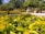 Close-up of freshly trimmed bushes and vibrant flowers in a home garden.