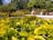 Close-up of freshly trimmed bushes and vibrant flowers in a home garden.