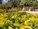 Close-up of neatly trimmed shrubs and weed-free mulch beds in a residential yard.
