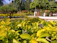 A freshly cleaned and beautifully trimmed garden with vibrant green bushes.