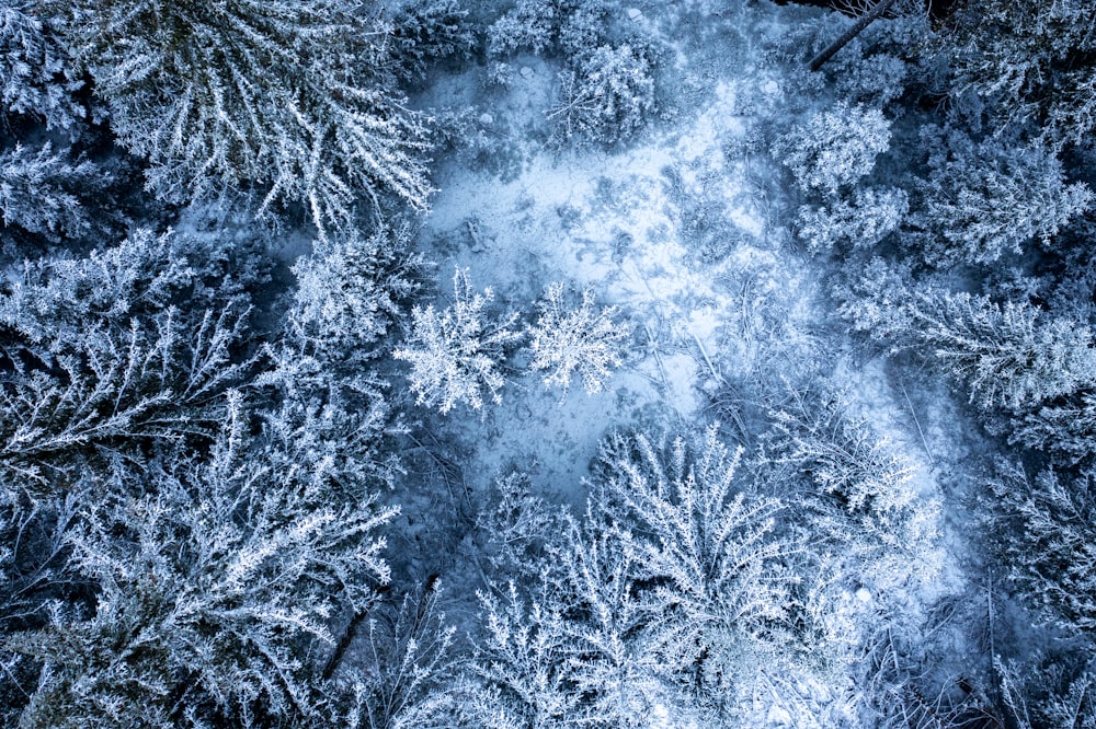 an aerial view of a snow covered forest