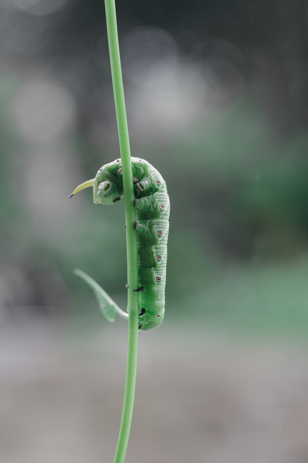 a green caterpillar crawling on a green plant