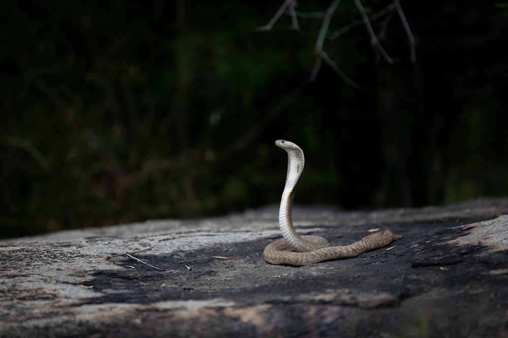 a snake is sitting on a rock in the dark
