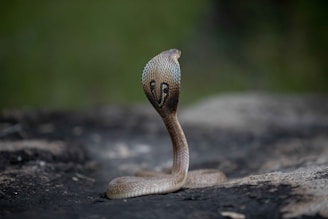 a close up of a snake on a rock