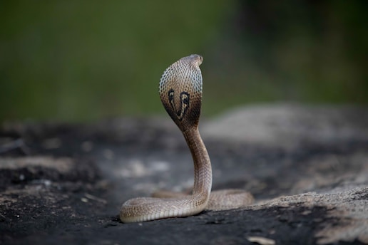 a close up of a snake on a rock