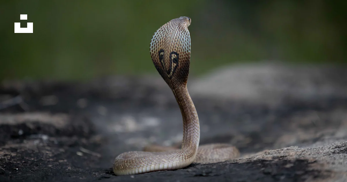 A close up of a snake on a rock photo – Free Animal Image on Unsplash