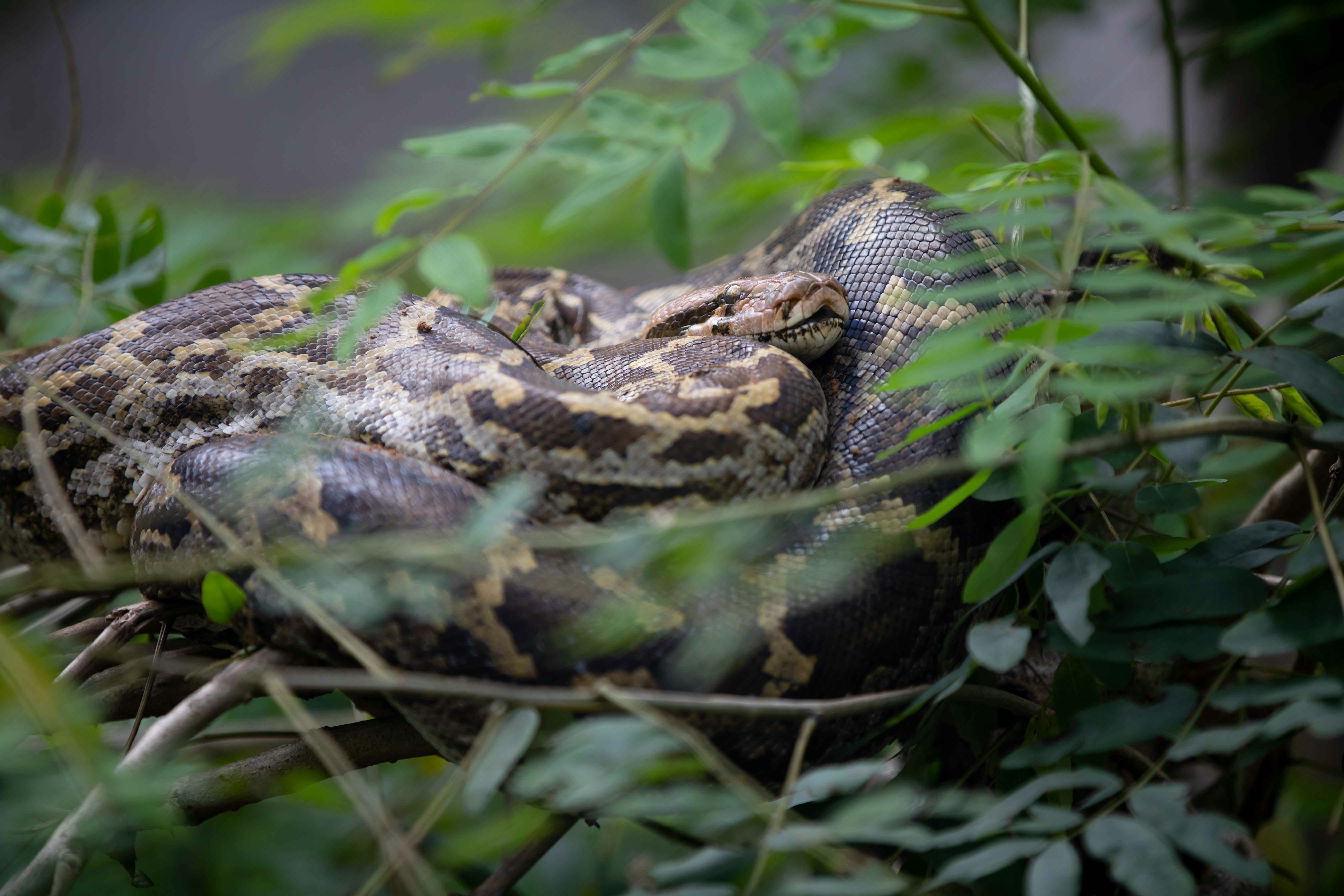 Photo by anil_sharma_india