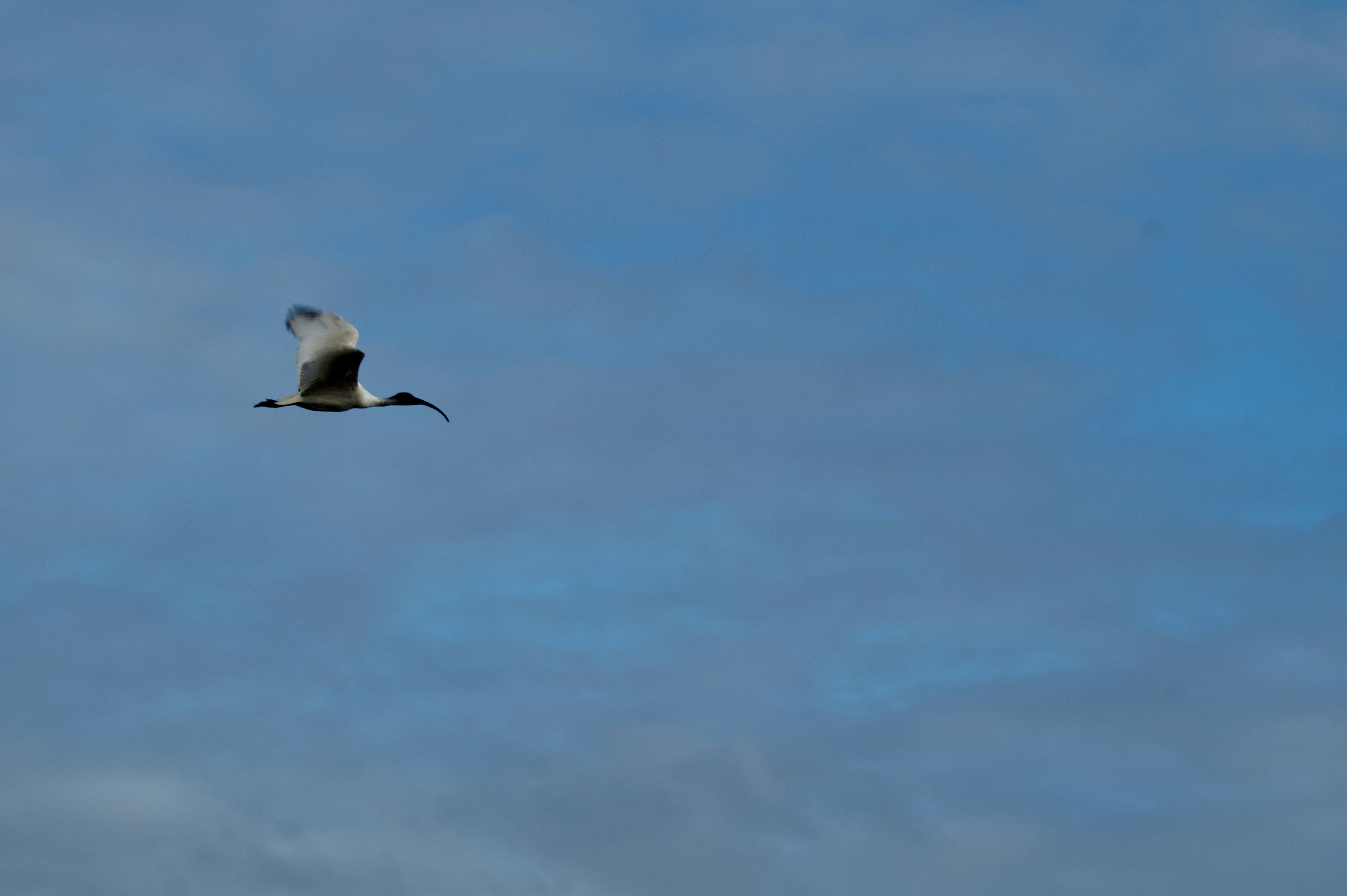 a bird flying through a blue cloudy sky