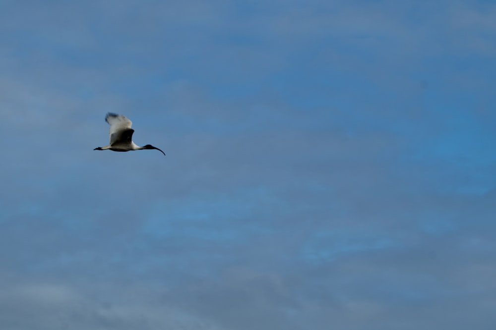 a bird flying through a blue cloudy sky