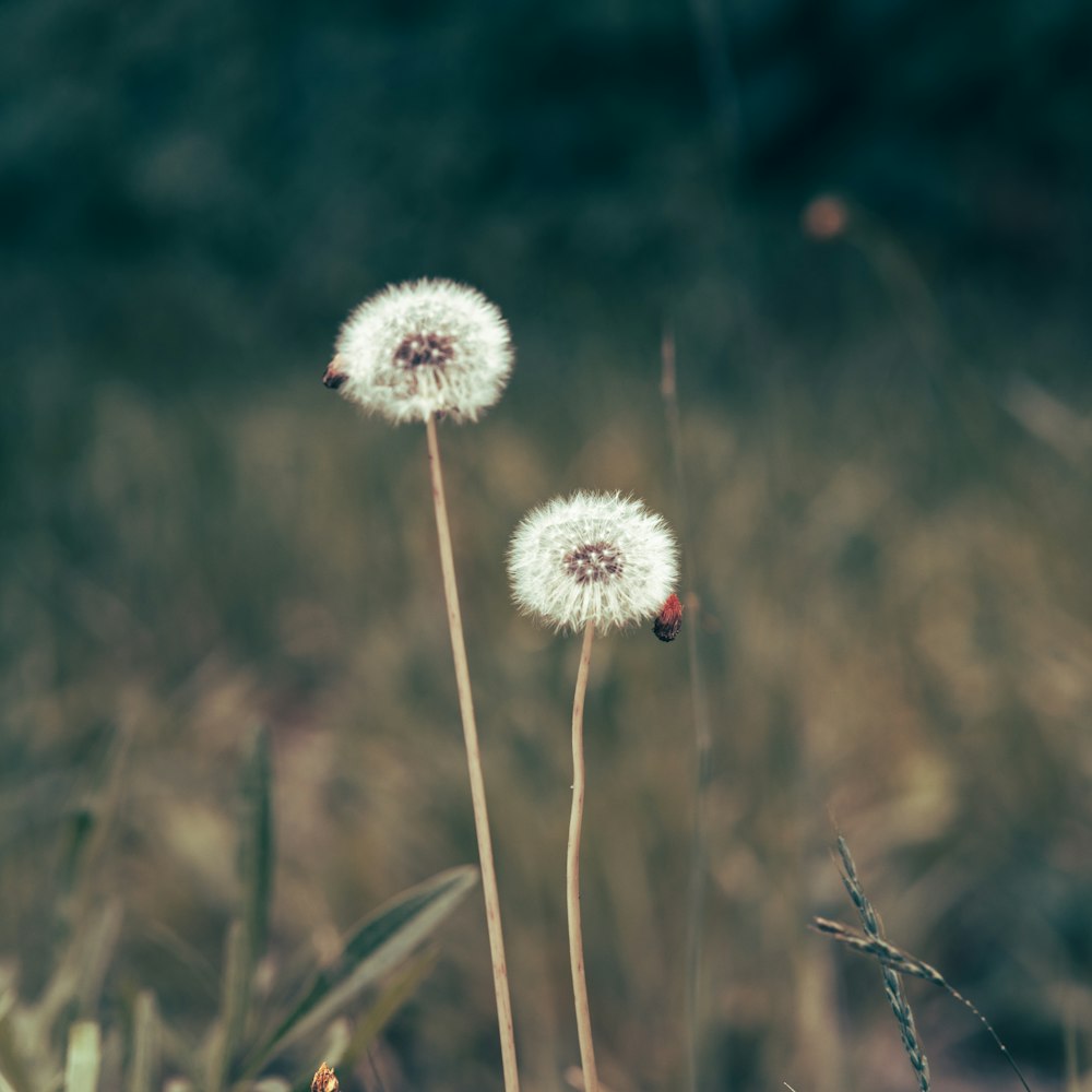 two dandelions in a field with a blurry background