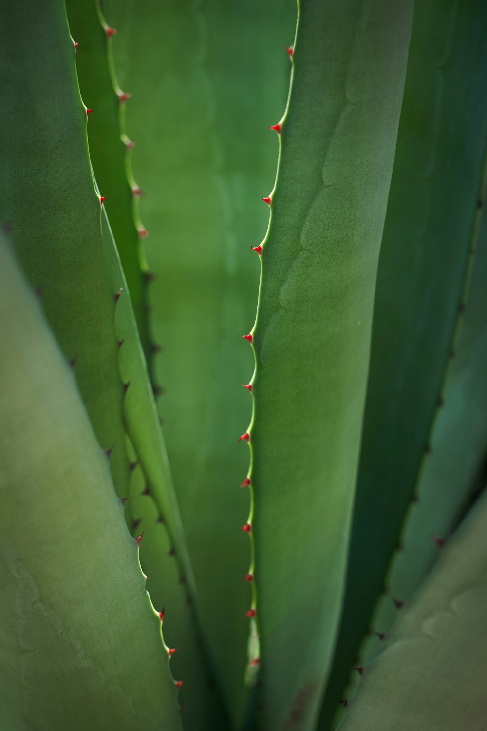 a close up of a large green plant