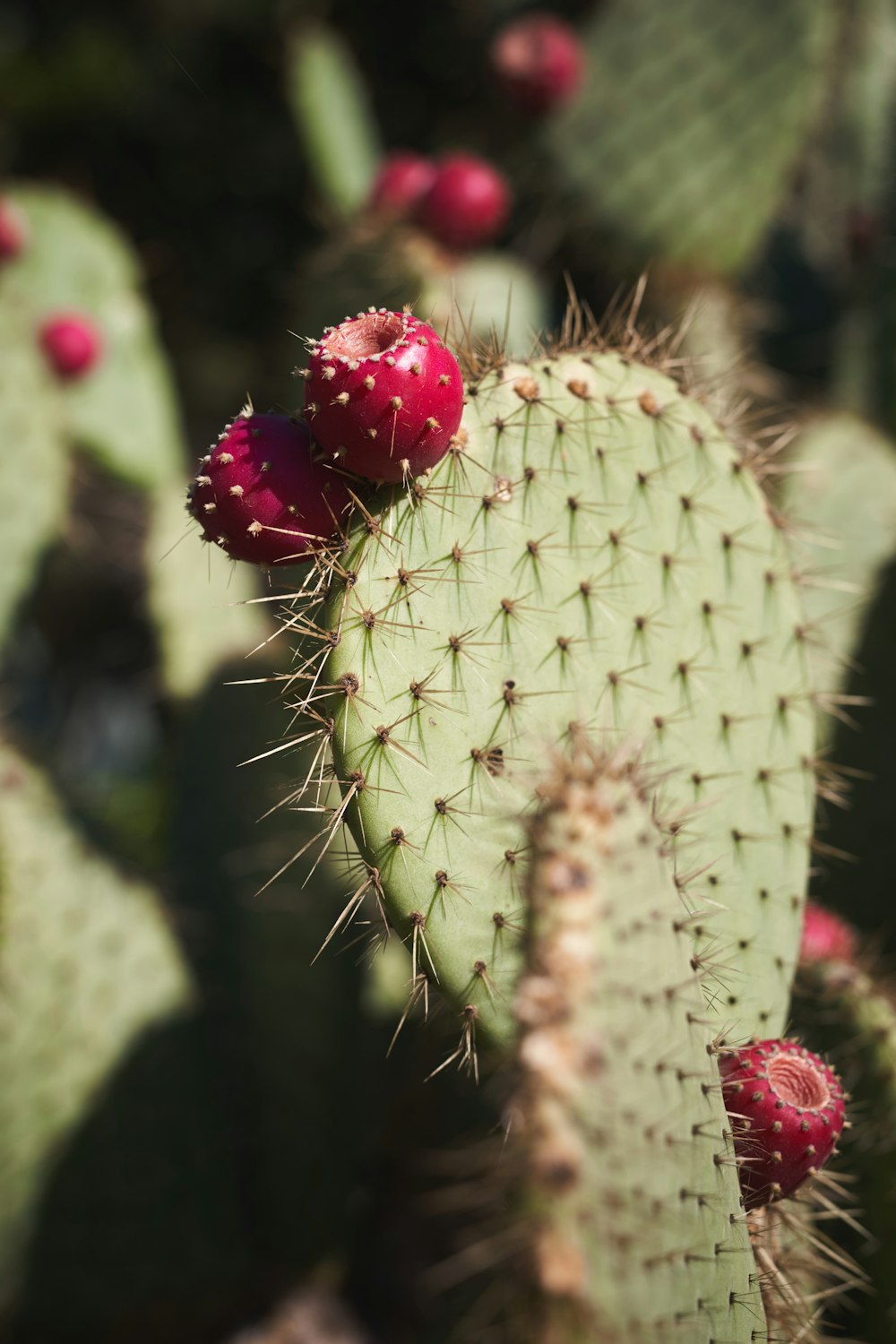 a close up of a cactus with red flowers