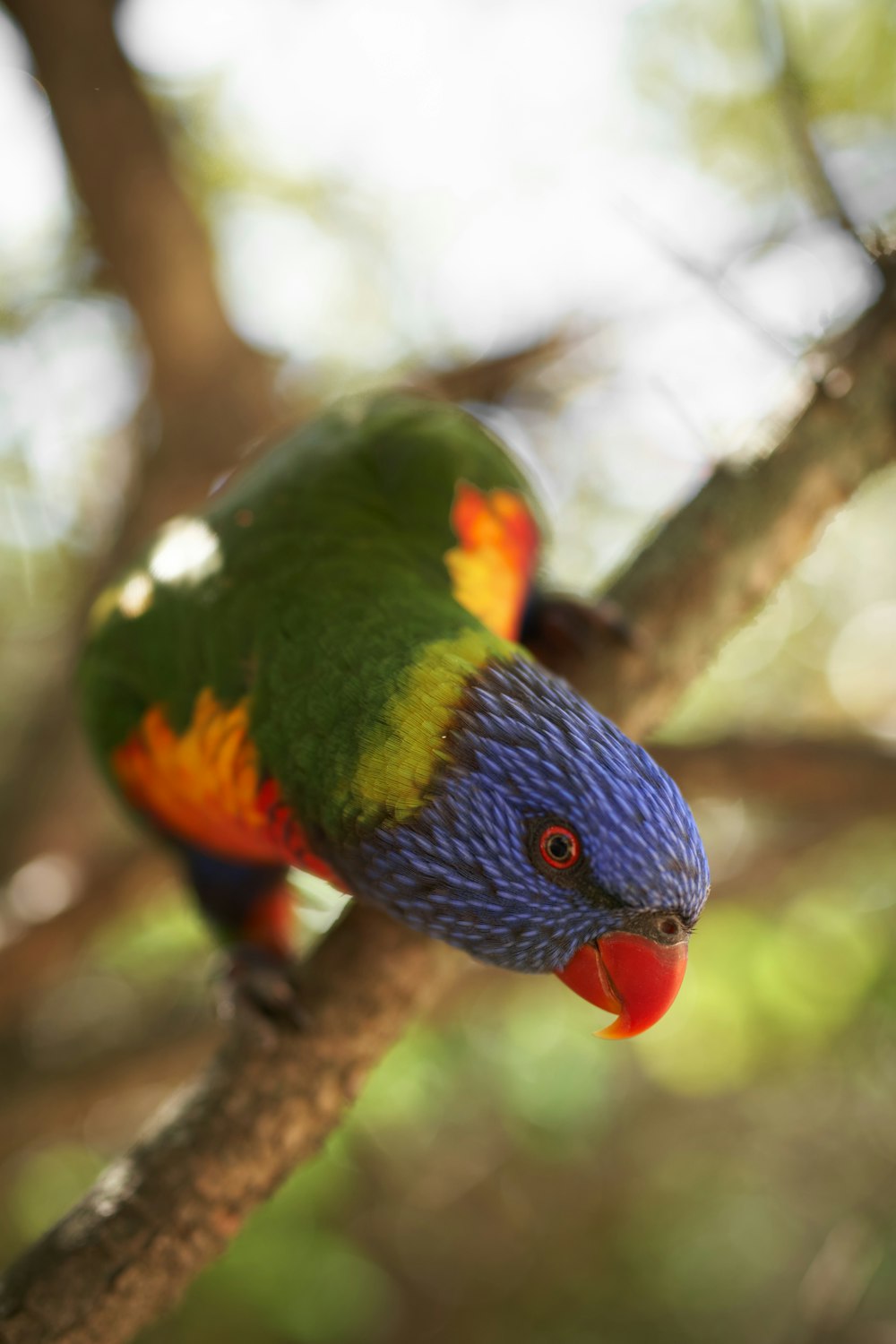 a colorful bird perched on top of a tree branch