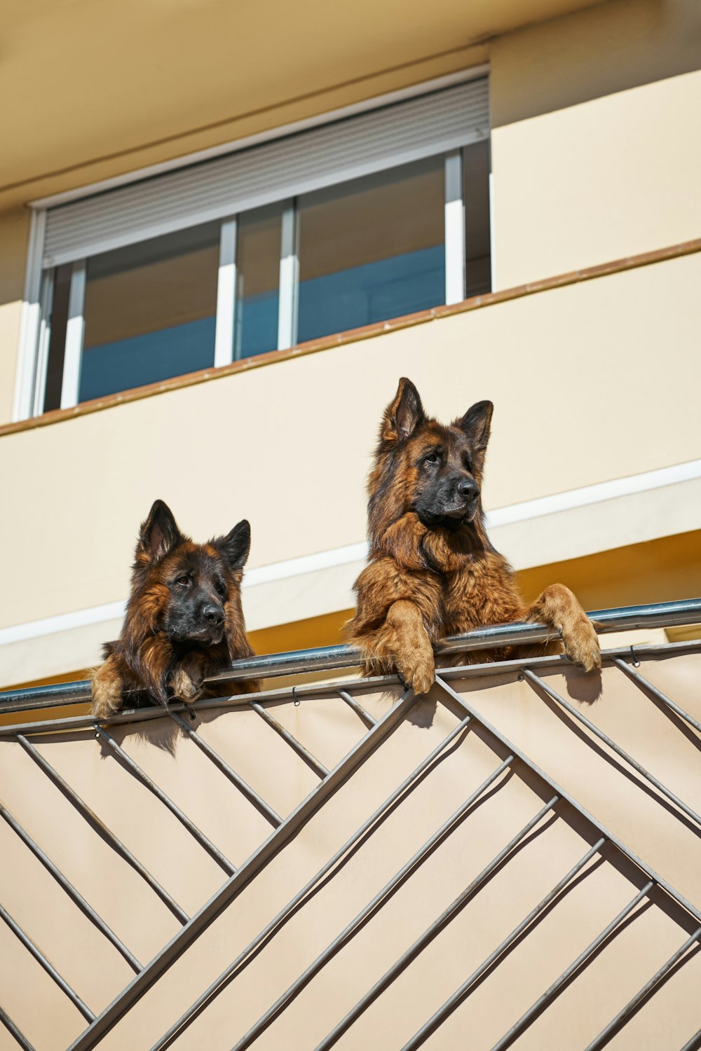 a couple of dogs that are sitting on a ledge