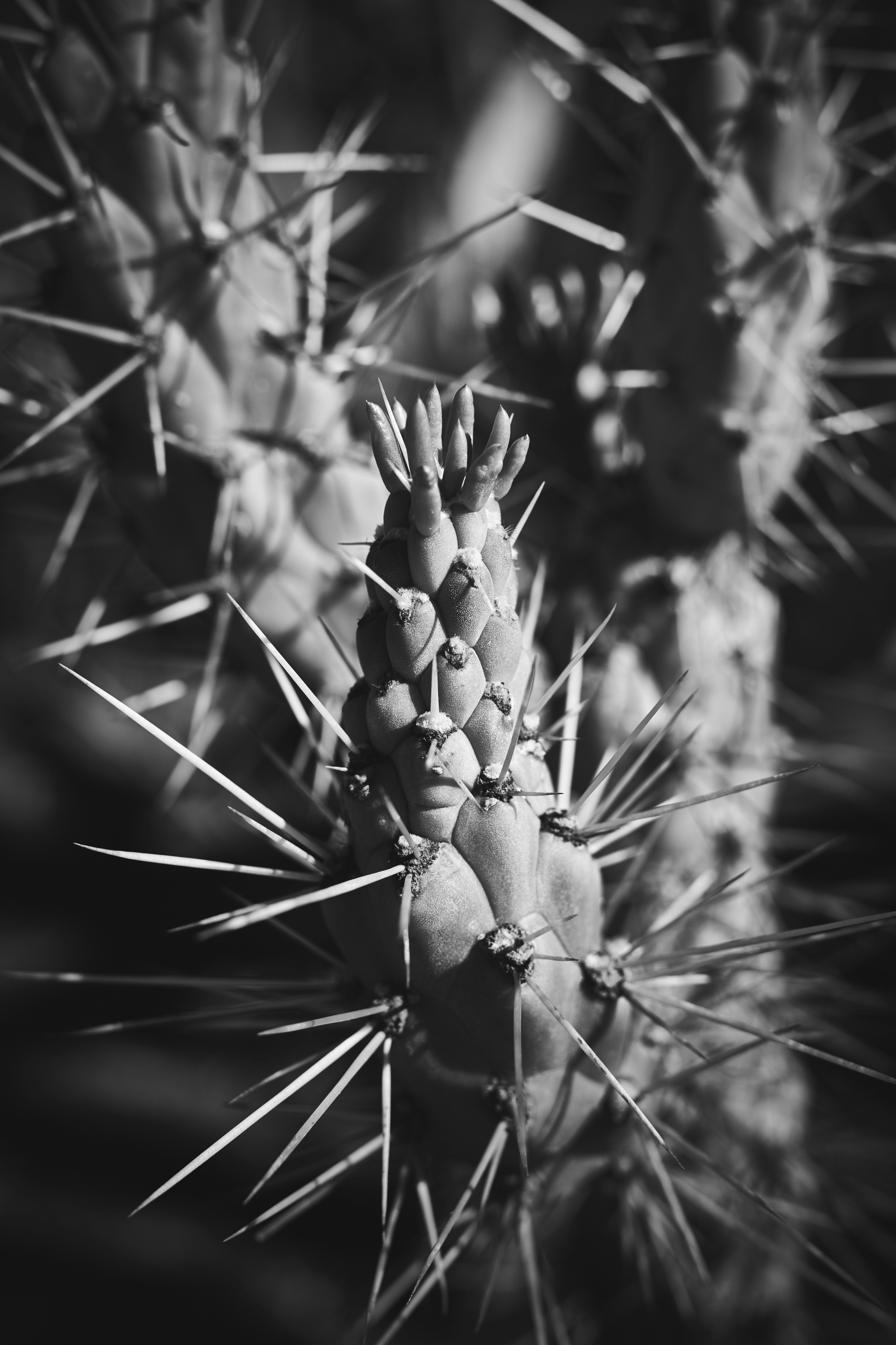 Ein Schwarz-Wei-Foto eines Kaktus Foto  Kostenloses Bild zum Thema Grau  auf Unsplash