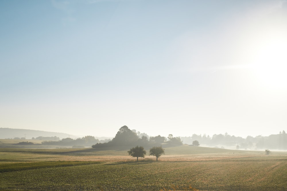 the sun shines brightly over a field of grass