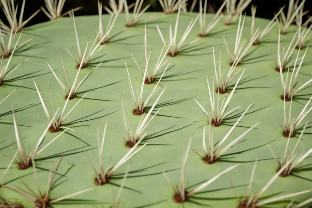 a close up of a green cactus with long thin needles