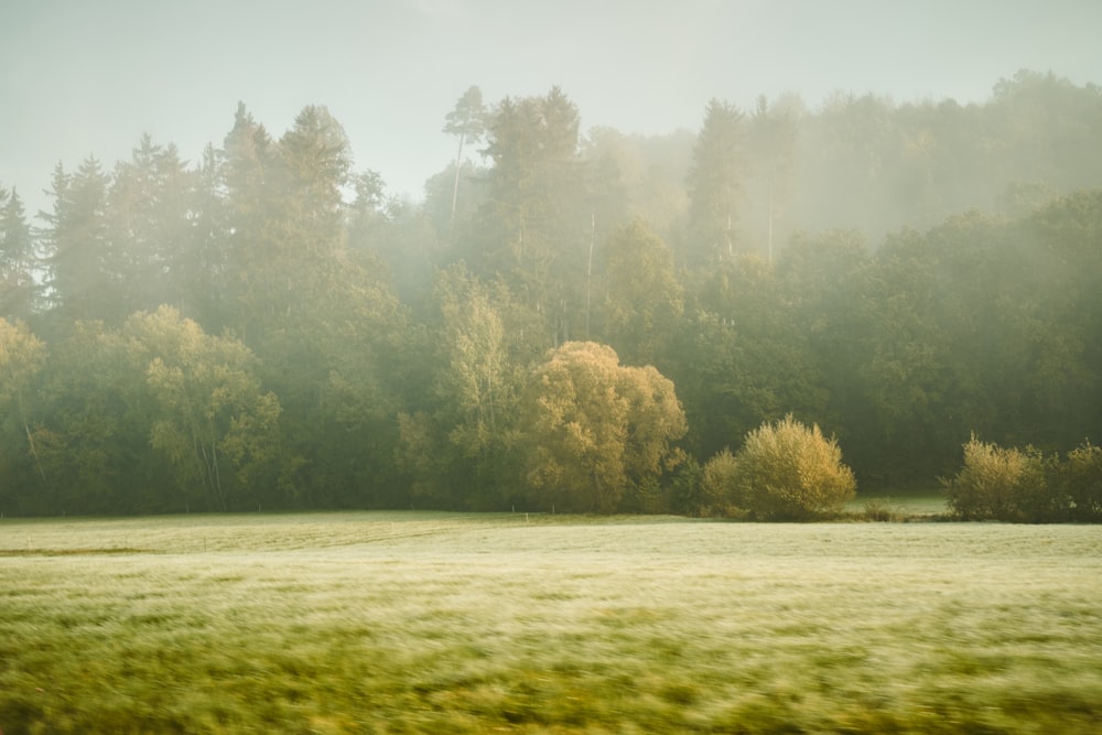 a grassy field with trees in the background