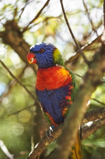 A colorful parrot perched on a branch, showing its vibrant feathers.