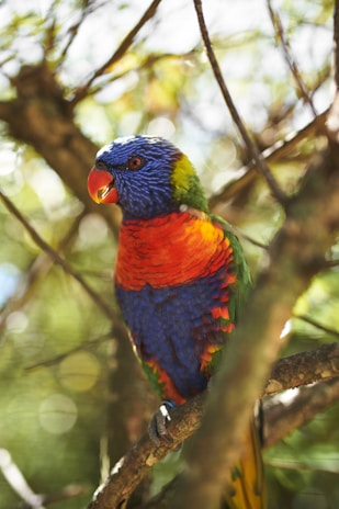 A colorful parrot perched on a branch, showing its vibrant feathers.