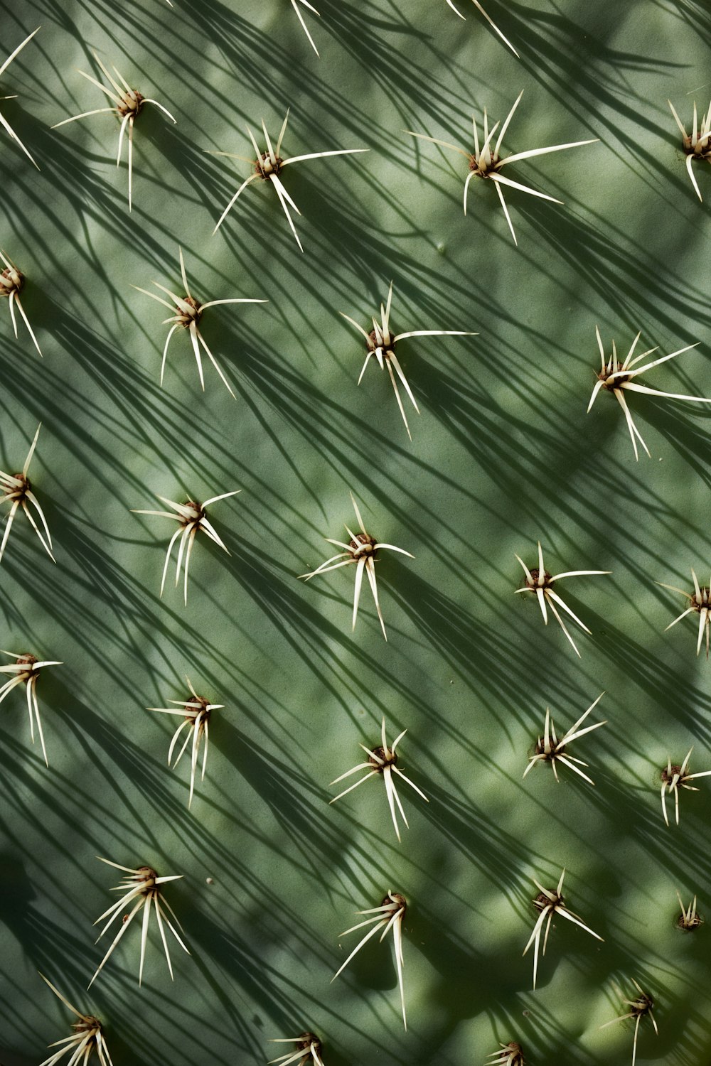 a close up of a cactus plant with long needles