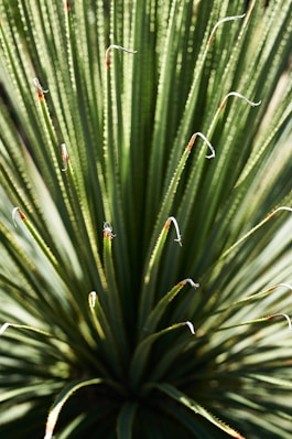 a close up of a plant with lots of leaves