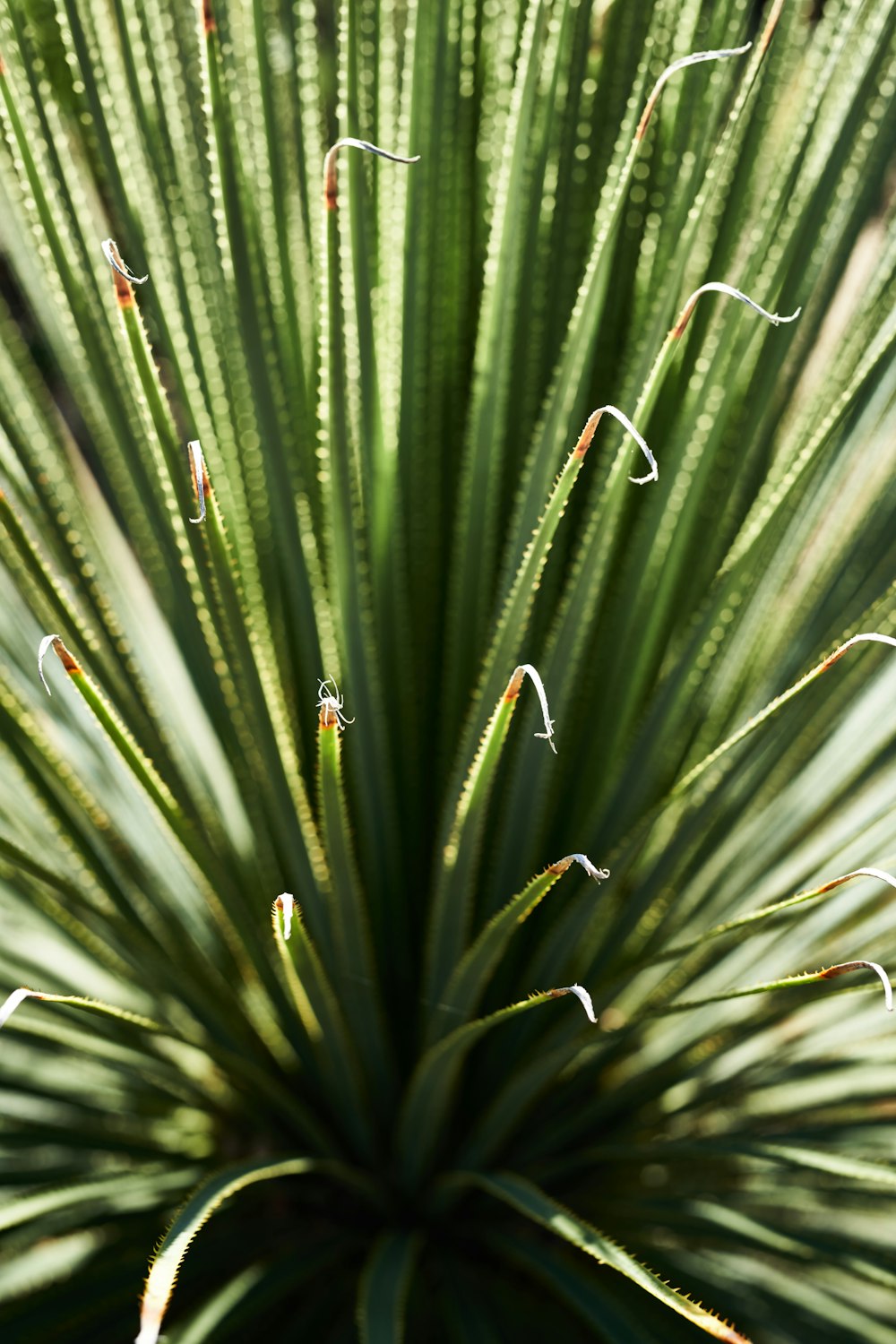 a close up of a plant with lots of leaves