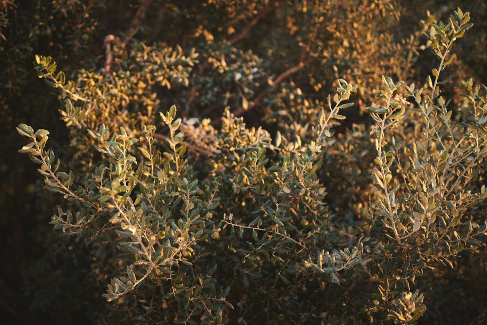 a bush with lots of green leaves in the sunlight