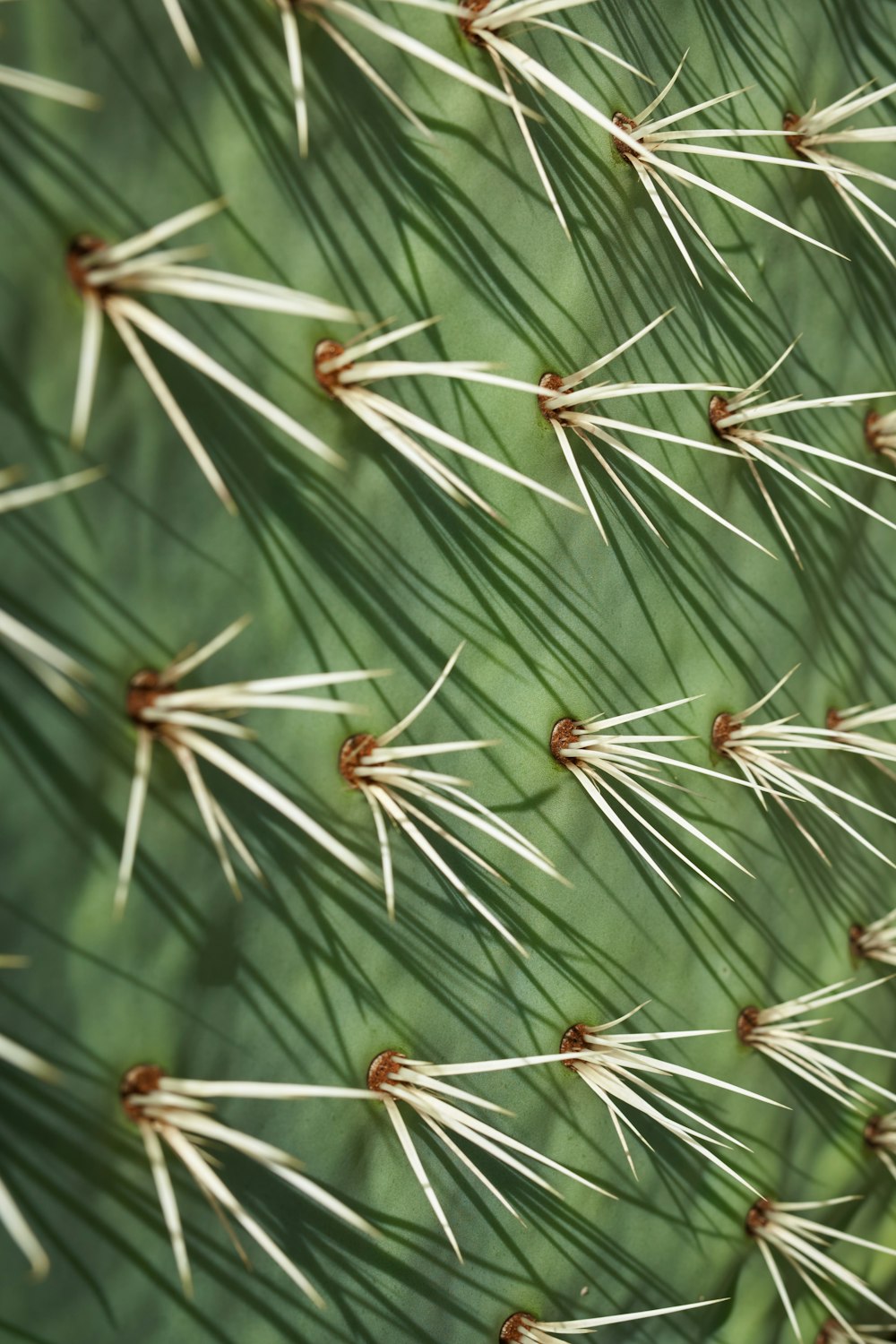 a close up of a green cactus with long needles
