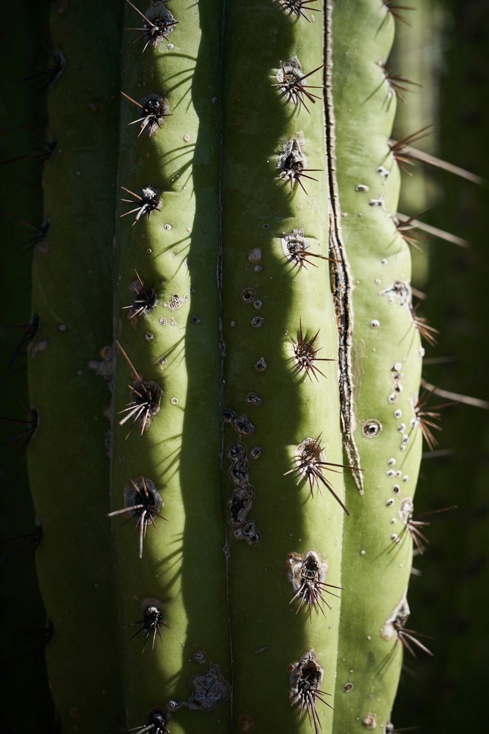 a close up of a green cactus with lots of spikes