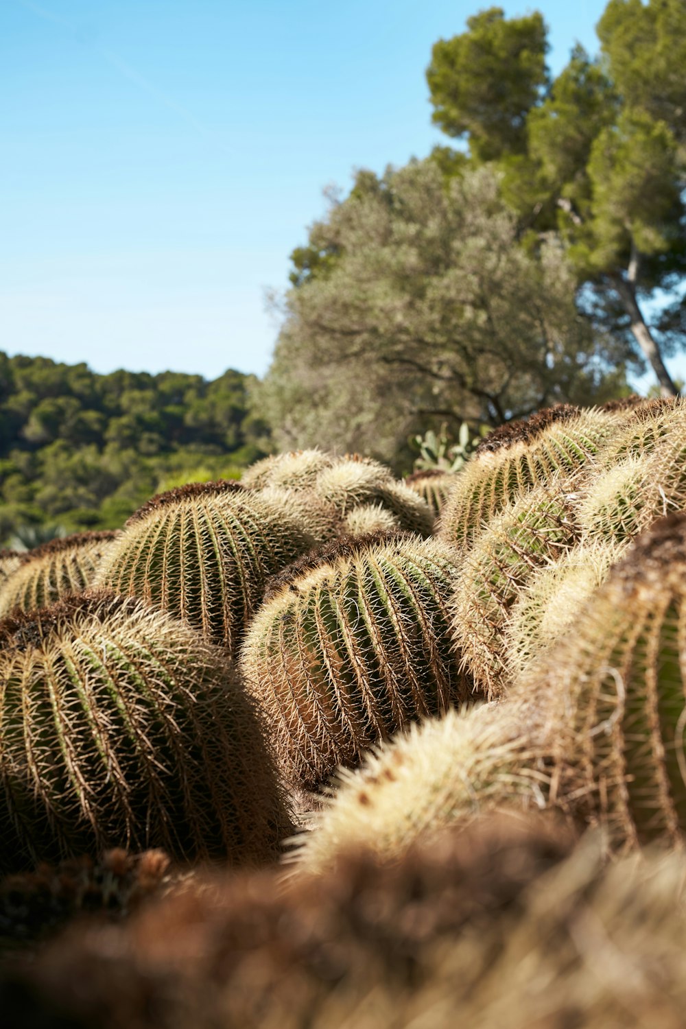 a large group of cactus plants in a field