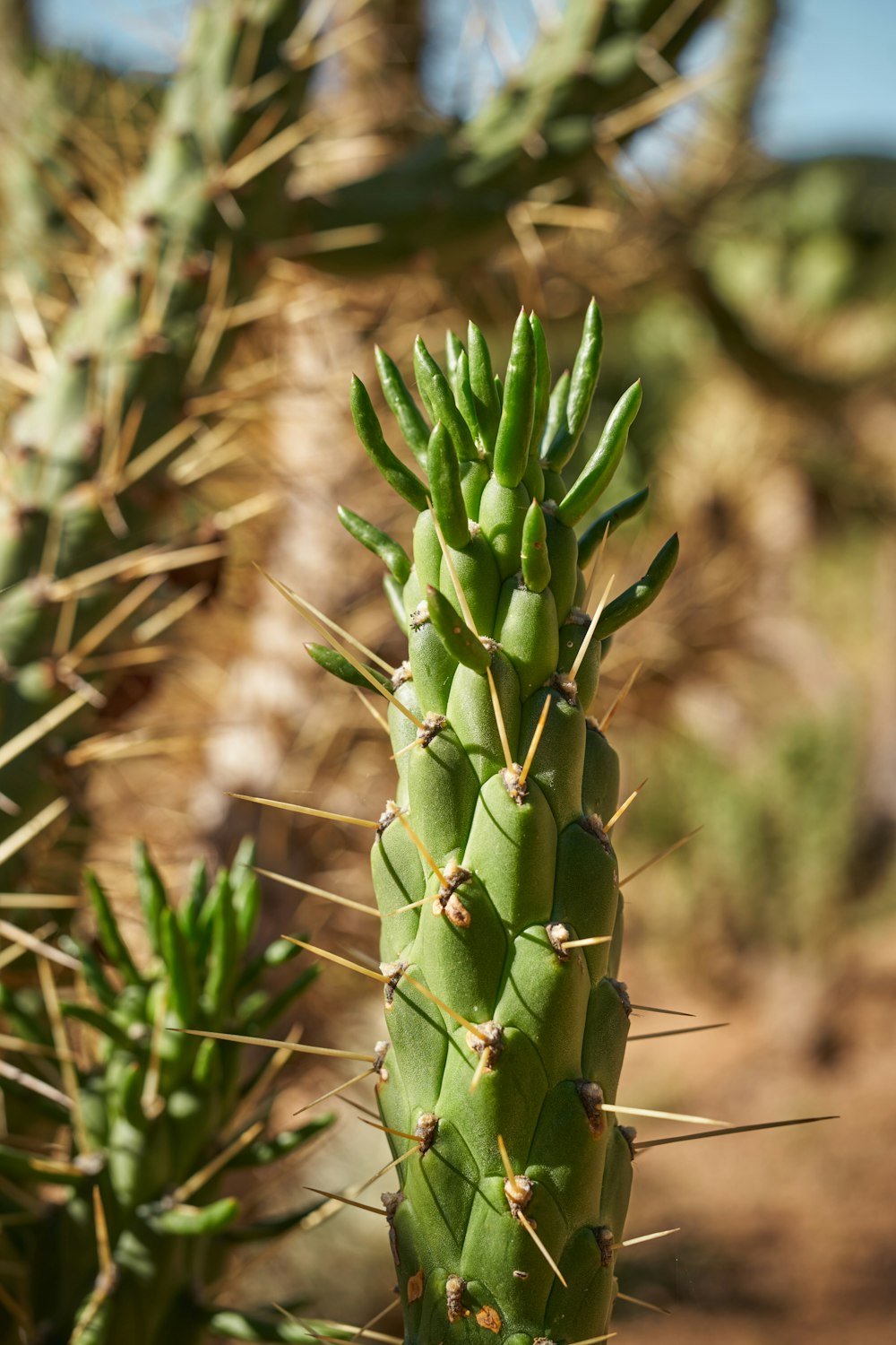 a close up of a green cactus plant