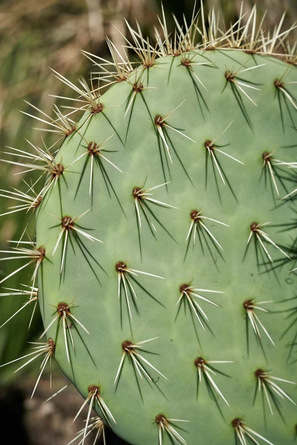 a close up of a green cactus plant